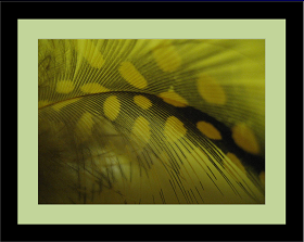 Feather Macro